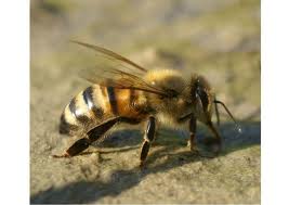 Propolis