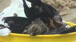 Massale vogelsterfte gevolg van “phosgene gas”